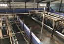Второй доильный зал в уже работающем доильно-молочном блоке